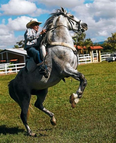 Los predecesores del ici fueron el instituto de cultura hispánica y el centro iberoamericano de cooperación. Caballo Iberoamericano (Honduras) | Razas de caballos ...