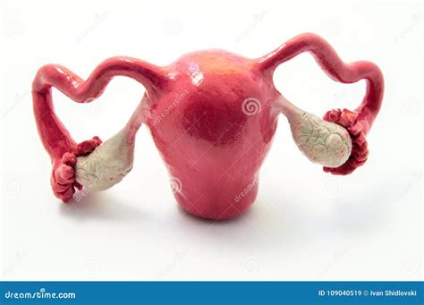 Anatomy Of Uterus Fallopian Tubes And Ovaries On Example Of Anatomical