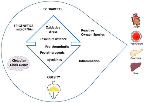 Ijms Free Full Text Prevention Of Diabetes And Cardiovascular Disease In Obesity