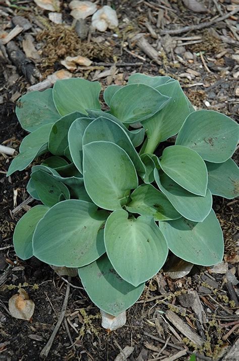 Hosta Blue Mouse Ears Plantain Lily Jim Whiting Nursery