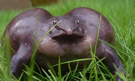20 Strange Animals You Probably Didnt Know Existed How About That