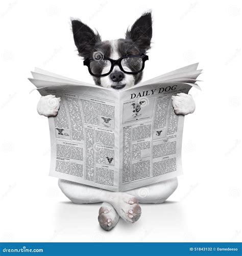 Dog Reading Newspaper Stock Photo Image 51843132