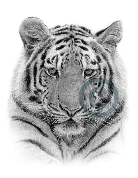 Top 99 Imagen Dibujos De Tigres A Lapiz Thptnganamst Edu Vn