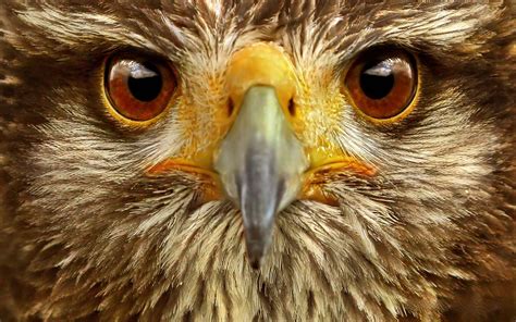Eagle Eye Wallpapers Movie Hq Eagle Eye Pictures 4k Wallpapers 2019