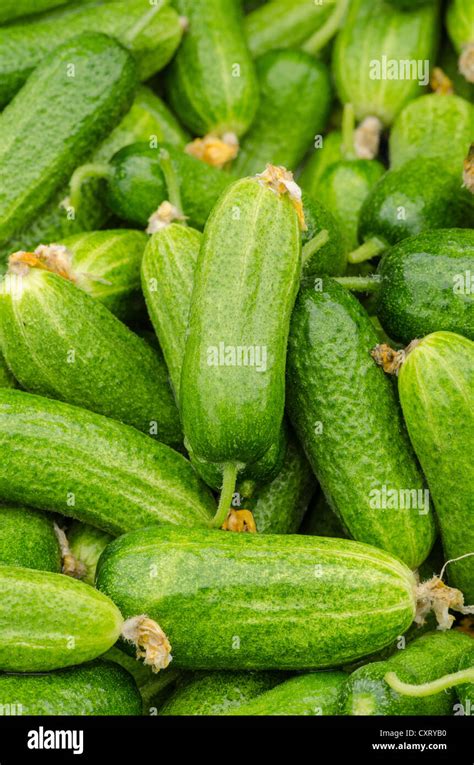 Cucumis Sativus Hi Res Stock Photography And Images Alamy