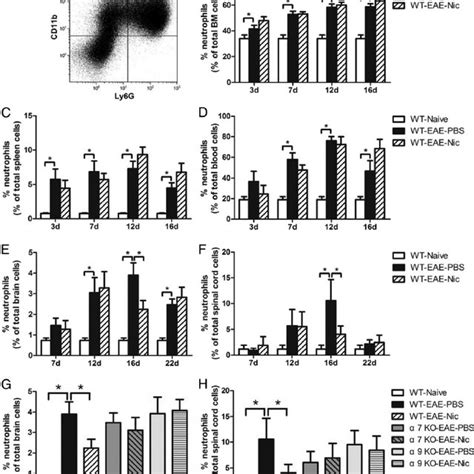Nicotine Inhibits The Recruitment Of Neutrophils Into The Cns Of Wt But