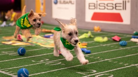 Puppy Bowl Renewed For Season 16 On Animal Planet