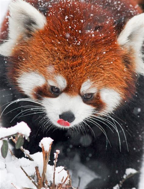 If These Red Pandas Can Enjoy The Snow Then You Should