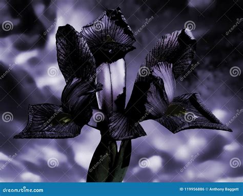 Irise El Efecto Fantasmal Cambiante De La Textura De La Cabeza De Flor