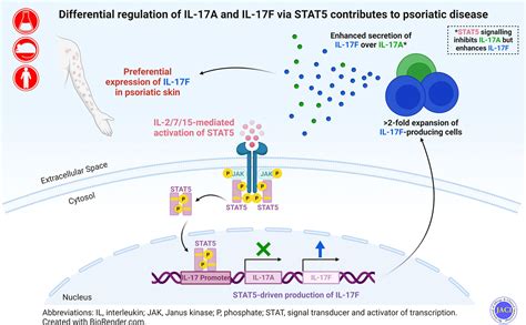 Differential Regulation Of Il 17a And Il 17f Via Stat5 Contributes To