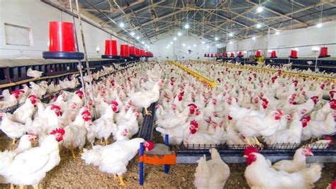 How To Start A Successful Poultry Farming Business Navfarm Blog