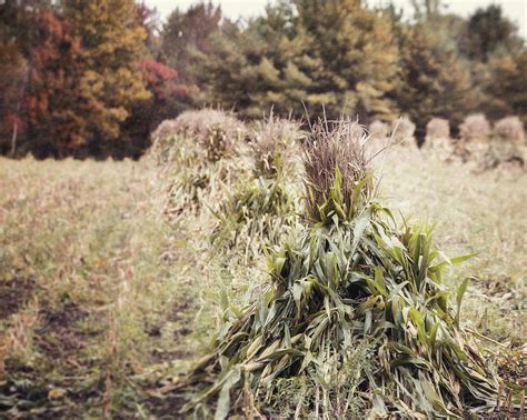 Amish Corn Shocks Photograph By Lisa R Pixels