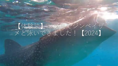 【体験談】セブ島でジンベイザメと泳いできました！【2024】 ga ku blog