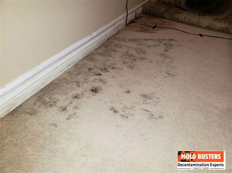 What Gets Rid Of Mold On Carpet