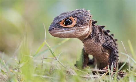 500 Of The Most Popular Lizard Names