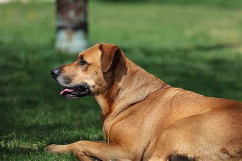 What Is A Mountain Cur Dog Look Like