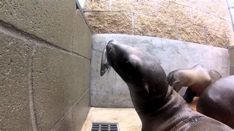 Sos Saving Our Sea Lions Part 2 Youtube