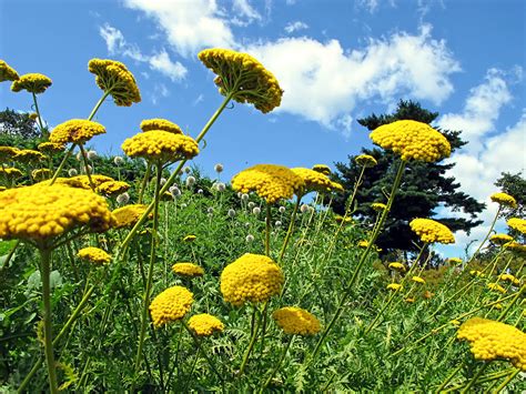 Yellow Flower Garden On A Grassy Slope Under A Blue Sky In A Summer