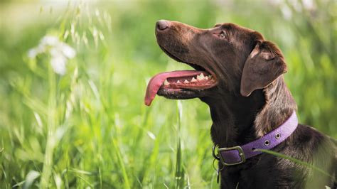 Guide Alle Razze Di Cani Comportamenti E Caratteristiche Purina