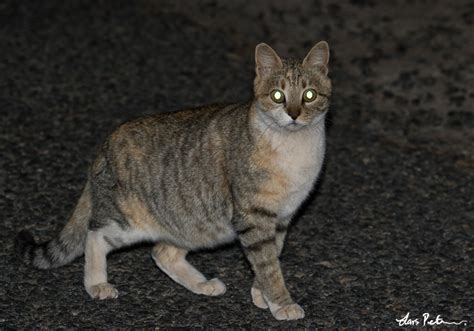 Feral Cat Western Sahara Bird Images From Foreign Trips Gallery