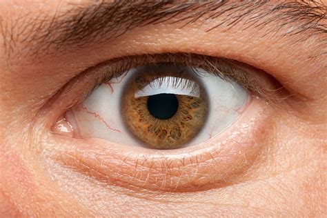 Best Light Brown Eyes Stock Photos Pictures And Royalty Free Images Istock