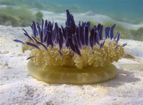 Upside Down Jellyfish Real Name Jellyfish Ocean Animals Animals