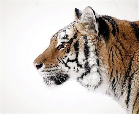 Tiger Head Profile Photograph By Athena Mckinzie Pixels