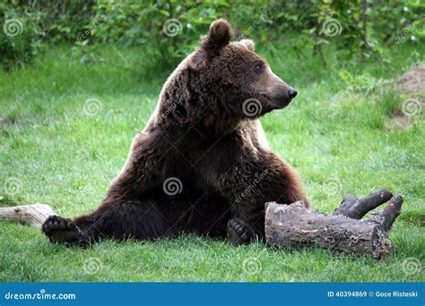 Brown Bear Stock Image Image Of European Portrait Animal 40394869