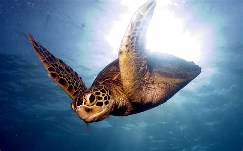 Download Wallpaper 3840x2400 Barrier Reef Sea Swim Turtle Ultra Hd