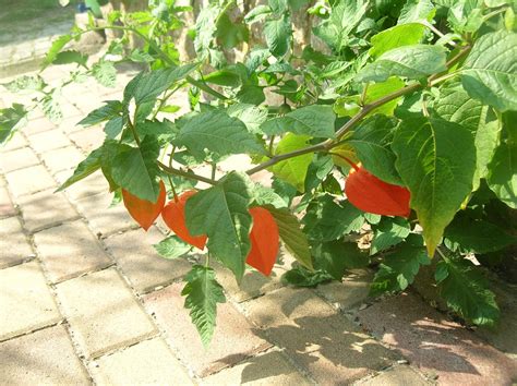 Object moved this document may be found here Lampionblume | Lampionblume, Natur, Garten