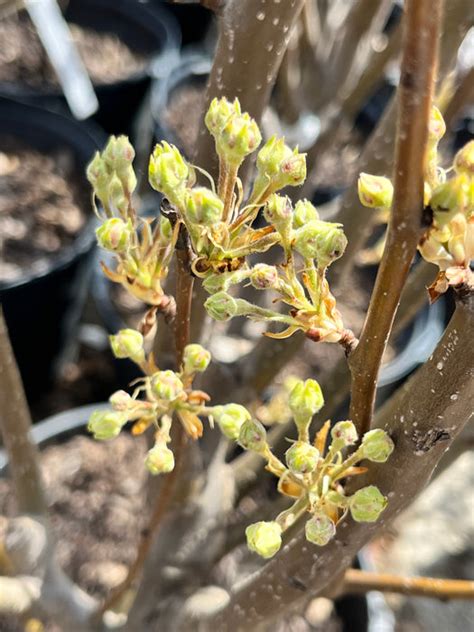 Kieffer Pear — Roots To Fruits Nursery