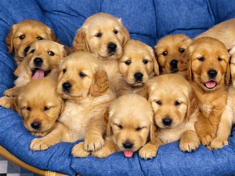 Puppy Dogs Hd Desktop Images Wallpapers Hasnat