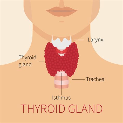 Human Thyroid Gland Diagram Mary Opfer Nutrition