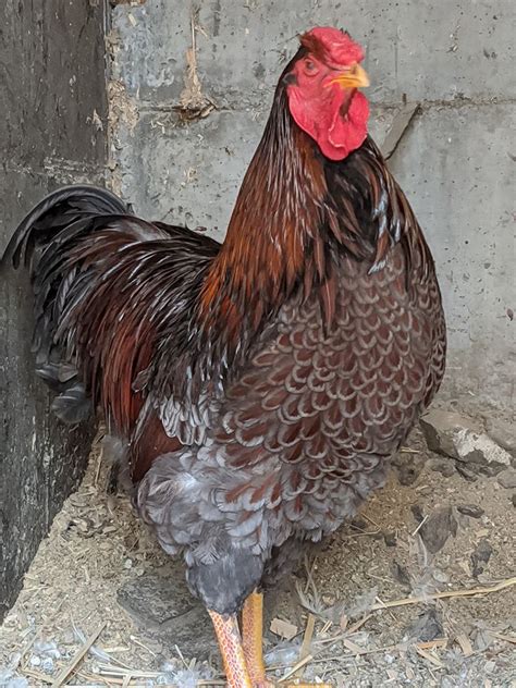 The booted bantam or dutch booted bantam, dutch: Riggins FANCY Chickens | Home