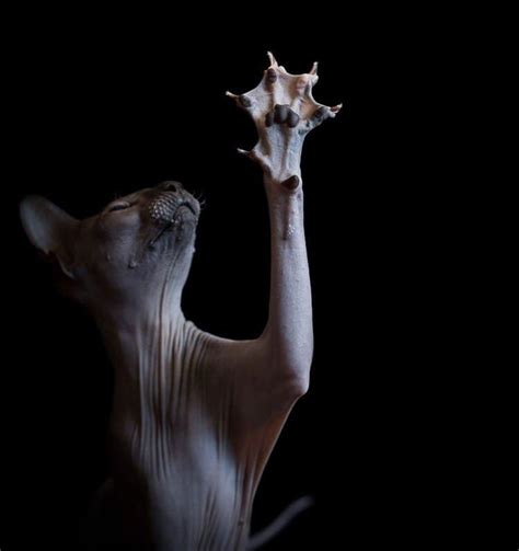 photographs  hairless sphynx cats perfectly showcase  strange beauty