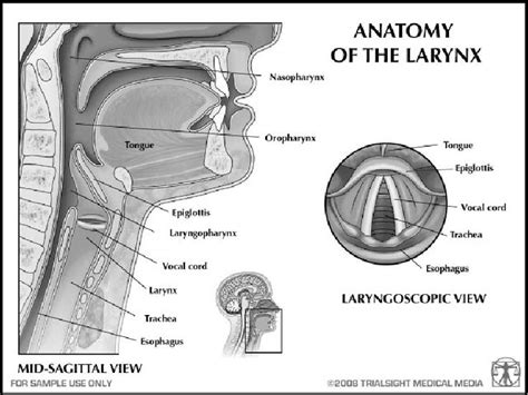 Anatomy Of The Larynx Human Anatomy And Physiology Anatomy Voice