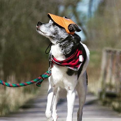 Custom Made Machiko Dog Hats Adorable Inspire Uplift Outdoor