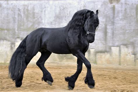 Kians Friesian Horse Siyah Alaca At Friesian Atlar