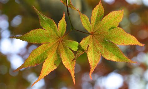 Filejapanese Maple Leaves Wikimedia Commons