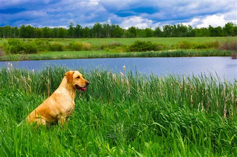 Free Images : landscape, water, nature, forest, field, lawn, meadow