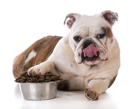 Best dog food for labrador retrievers. Dog Food Basics: The Benefits of High Quality Dog Food