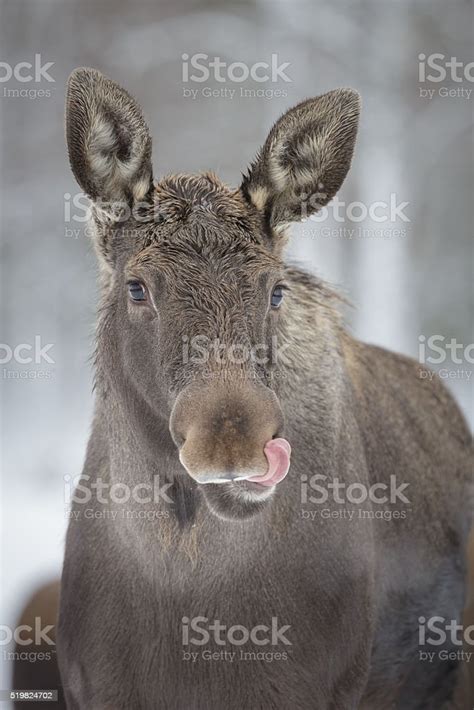 Moose Sticking His Tongue Out Stock Photo Download Image Now Moose
