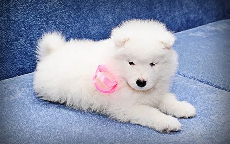 Download Wallpapers Samoyed Puppy White Dog Puppy With Bow Cute