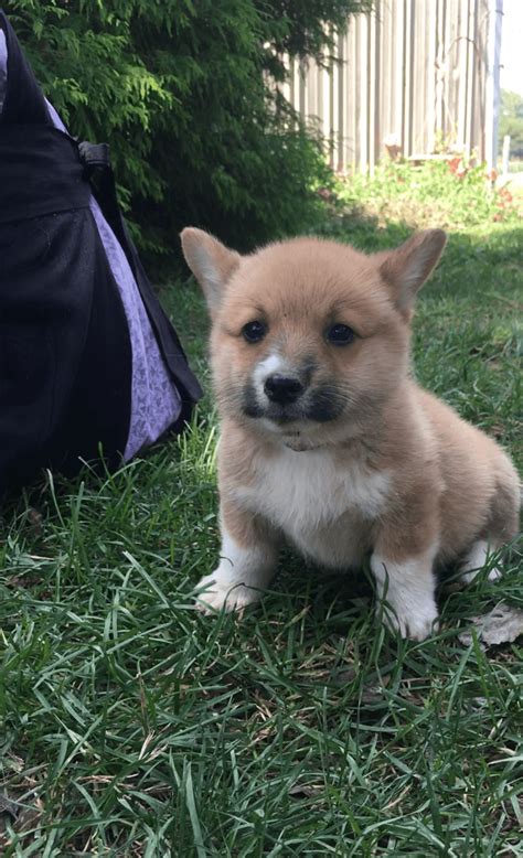 See more of corgi connection of central texas on facebook. Pembroke Welsh Corgi Puppies For Sale | Dallas, TX #248009