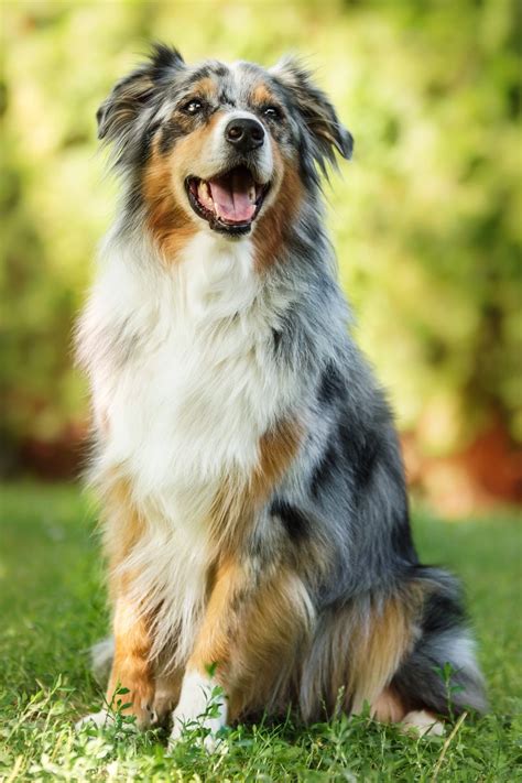 Pure Happiness By ~msnessix Aussie Dogs Beautiful Dogs Dog Breeds