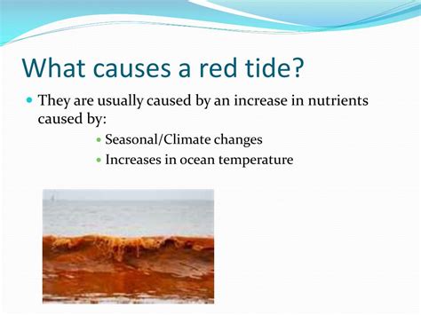 Ppt Algal Blooms Powerpoint Presentation Free Download Id