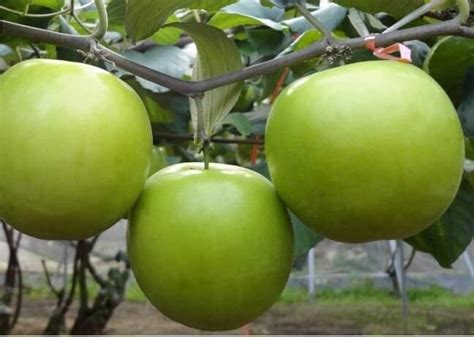 Thai Apple Ber Plant Green And Red फल का पौधा फलों के पौधे फ्रूट प्लांट्स फ्रूट प्लांट