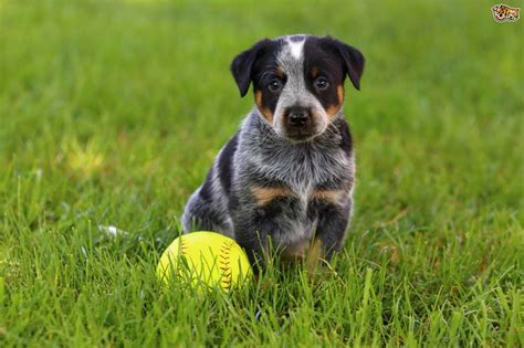 Find blue heeler in canada | visit kijiji classifieds to buy, sell, or trade almost anything! Australian Cattle Dog Dog Breed | Facts, Highlights ...