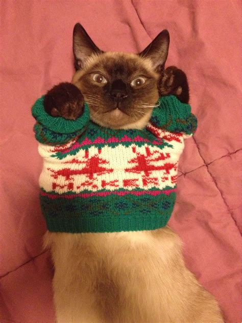 18 Animals That Are Totally Ready For Sweater Weather Animals