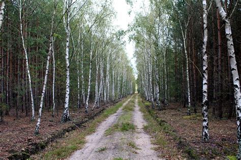 Birch Forest Trees Free Photo On Pixabay Pixabay